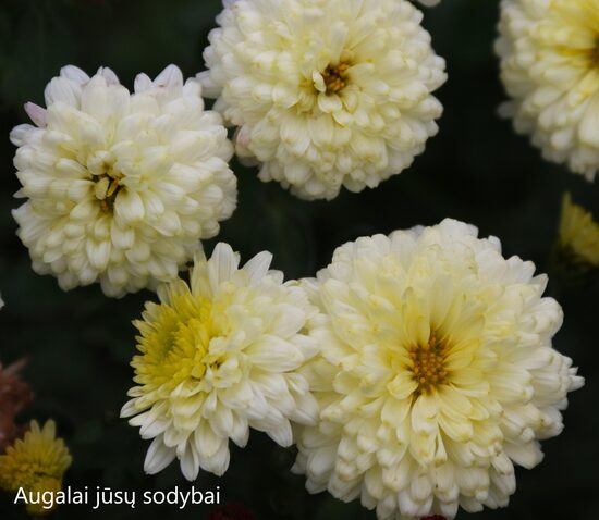 Chrizantema (Chrysanthemum) 'Snow Elf'